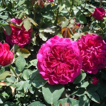 Rosa 'William Shakespeare'