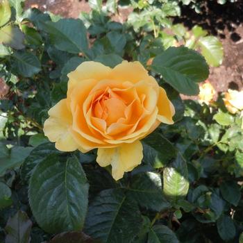 Rosa 'Amber Queen'