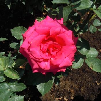 Rosa 'Fame!™' JACzor 11293