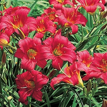 Hemerocallis 'Little Business' 