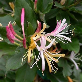 Lonicera japonica 'Purpurea' 