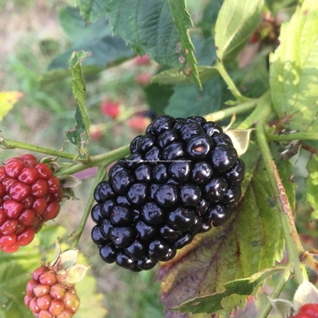 Rubus 'APF-153T' PP26990