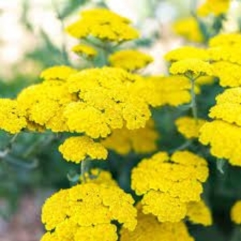 Achillea 'ACBZ0002' 