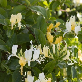 Lonicera japonica 'Halliana' 