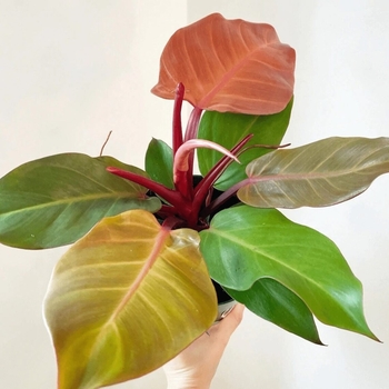 Philodendron 'McColley's Finale' 