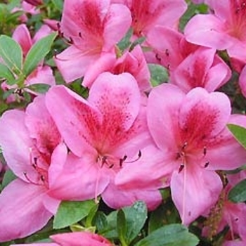 Rhododendron 'Red Slipper' 