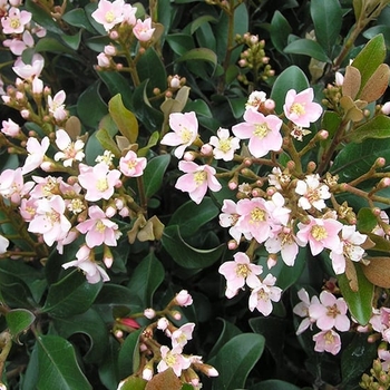 Rhaphiolepis indica 'Dwarf Pink' 