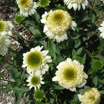 Echinacea 'Sands' 