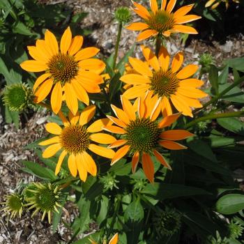 Echinacea 'Ombre Yellow' 