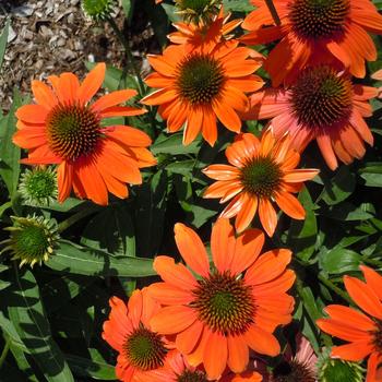 Echinacea 'Soft Orange' 