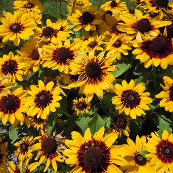 Rudbeckia hirta 'Pawnee Spirit'