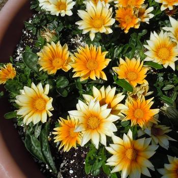 Gazania rigens 'Zany Sunny Side Up'