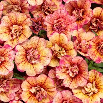 Calibrachoa 'Double Vintage Coral™' 