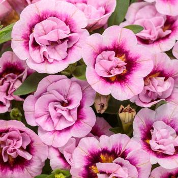 Calibrachoa Superbells® 'Double Smitten Pink™'