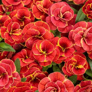 Calibrachoa Superbells® 'Double Redstone™'