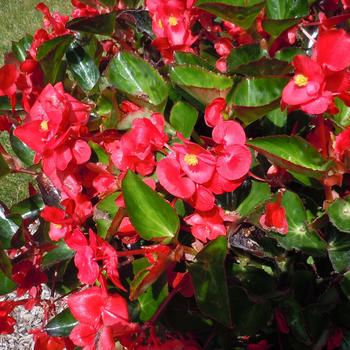 Begonia Viking™ Red on Green