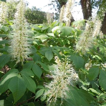 Aesculus parviflora 