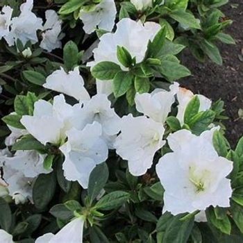 Rhododendron indica 'Alaska' 