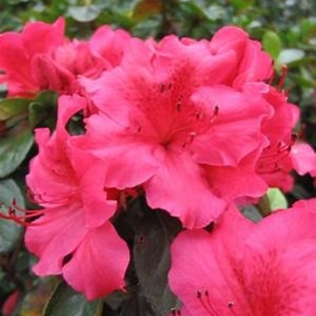 Rhododendron Glenn Dale hybrid 'Red Bird' 