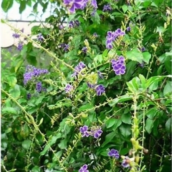 Duranta erecta 'Sapphire Showers' 