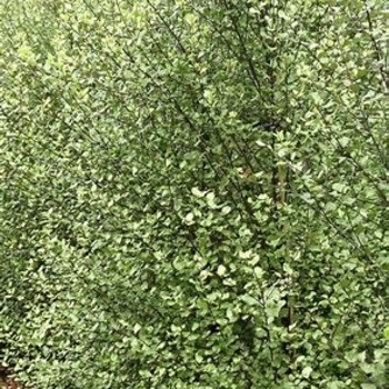 Pittosporum tenuifolium 'Silver Sheen' 