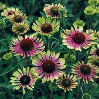 Echinacea purpurea 'Green Twister' 