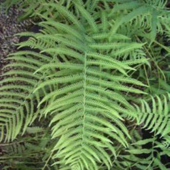 Dryopteris normalis