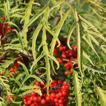 Sambucus racemosa 'Sunrise Surprise' Walfinb PP26425