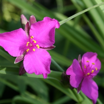 Tradescantia Andersoniana Group 'Red Grape' 