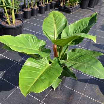 Philodendron 'Green Congo' 