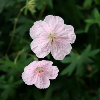 Geranium sanguineum var. lancastriense