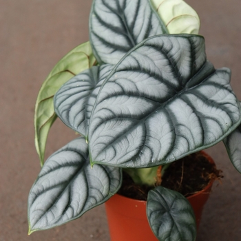 Alocasia 'Silver Dragon' 