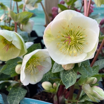 Helleborus 'Moondance™' 