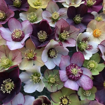 Helleborus 'Pine Knot Select Strain' 