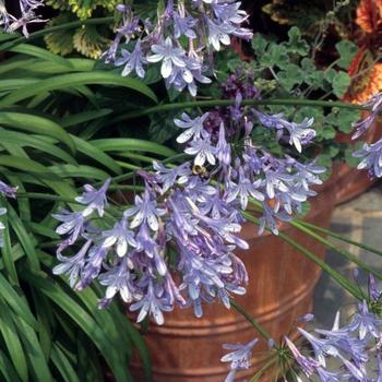 Agapanthus praecox ssp. orientalis 'Baby Pete™' 