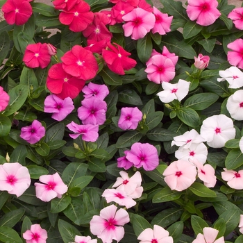 Catharanthus roseus