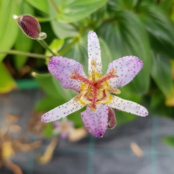 Tricyrtis formosana 'Seiryu (Hatatogisa)' 