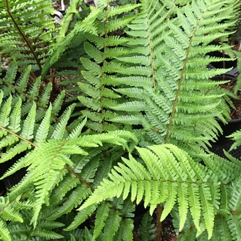 Dryopteris filix-mas 'Undulata Robusta' 