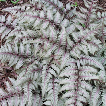 Athyrium niponicum 'Regal Red' 