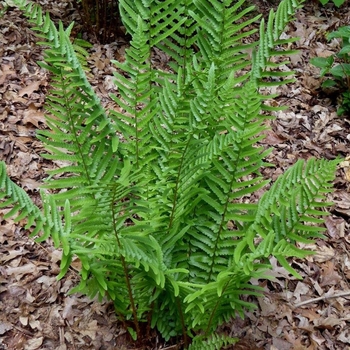 Dryopteris tokyoensis