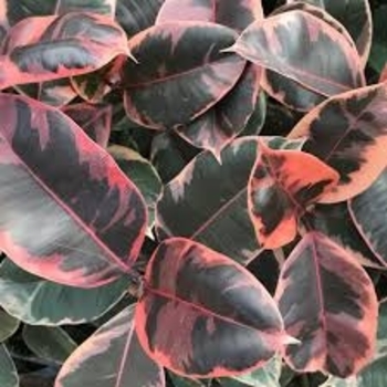 Ficus elastica 'Ruby' 