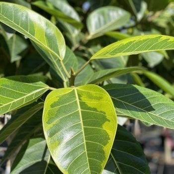 Ficus altissima 'Yellow Gem' 