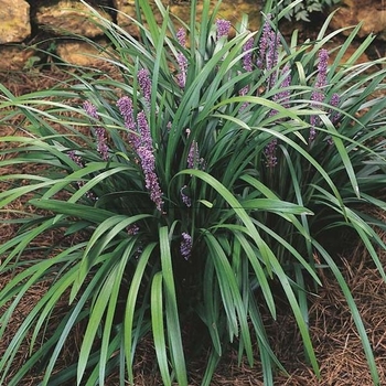 Liriope muscari 'Majestic' 