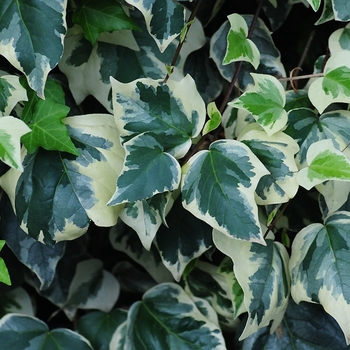 Hedera algeriensis 'Gloire de Marengo' 