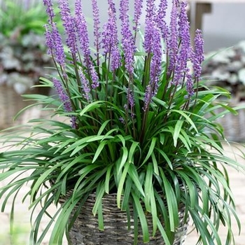 Liriope muscari 'Royal Purple' 