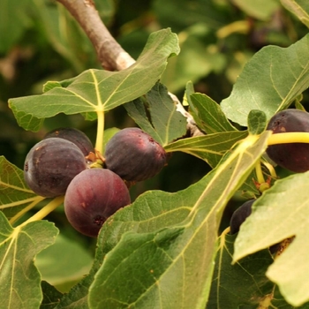 Ficus carica 'Chicago Hardy' 