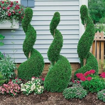 Thuja occidentalis 'IslPrim' 