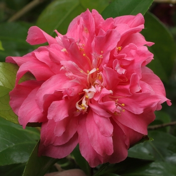 Camellia japonica 'Scentsation' 