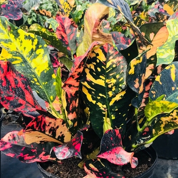 Codiaeum variegatum 'Magnificent' 