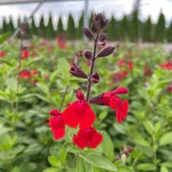 Salvia greggii 'Flame' 